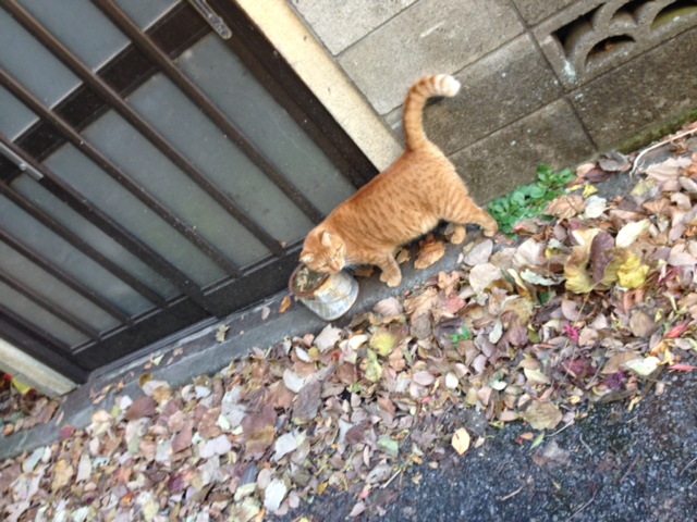 【新卒ブログ】私は冬が好きですが、朝の寒さだけは苦手で、目覚ましが鳴ってもお布団から出られず困っております。(佐藤)