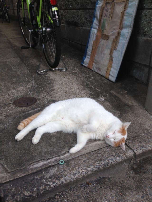 【新卒ブログ】休日はしっかり休む！(川名)