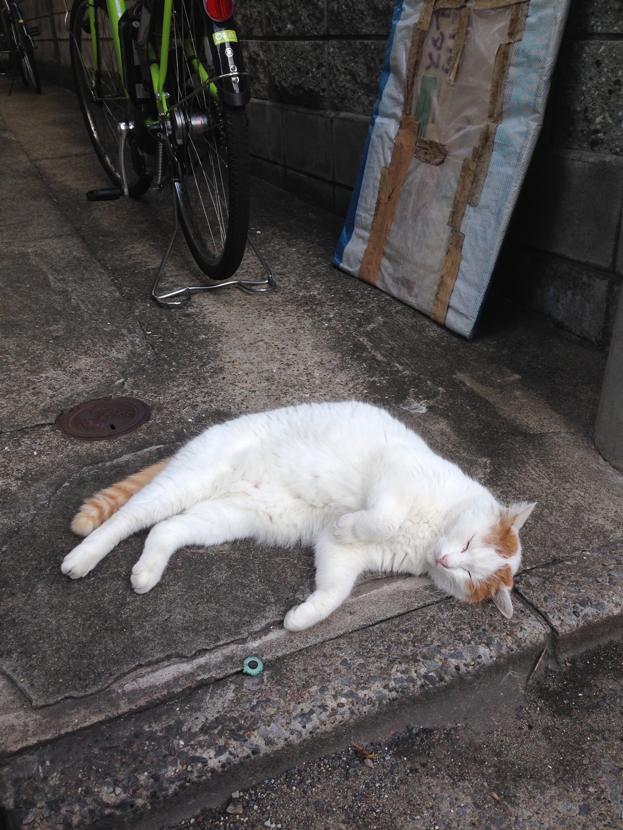 【新卒ブログ】休日はしっかり休む!(川名)