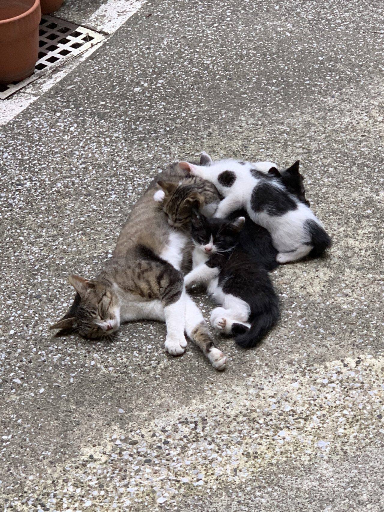 【新卒ブログ】ー良いことばかりじゃないけれどー(伊東)