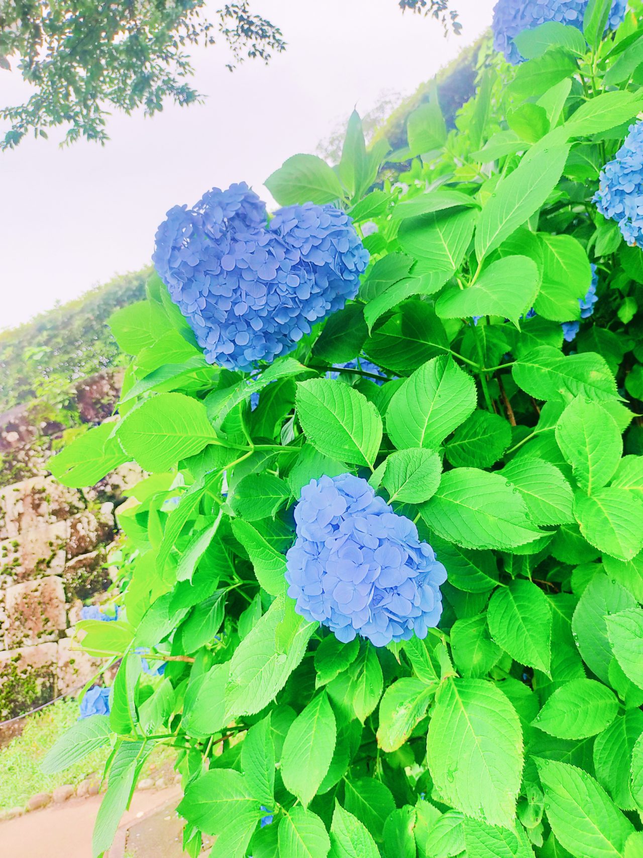 【新卒ブログ】最近(夏に向けて)買ったもの (馬野)
