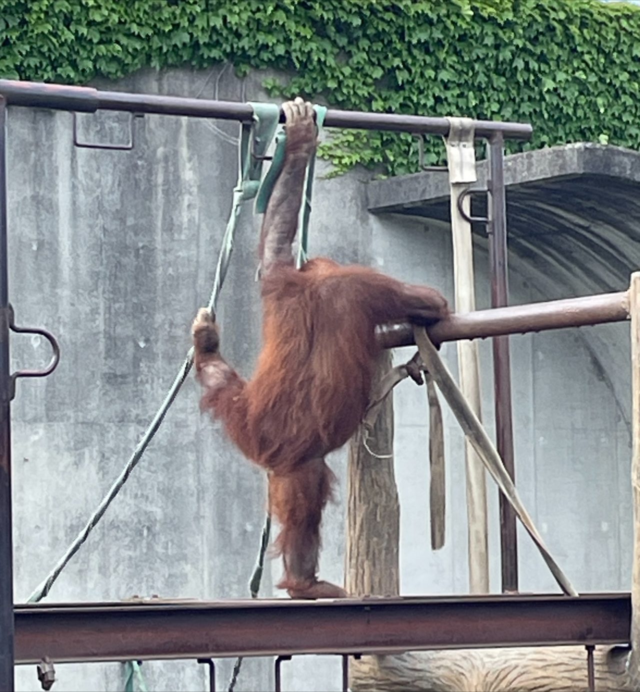 【新卒ブログ】新卒マネコースの1年間 ~後編~(稲村)