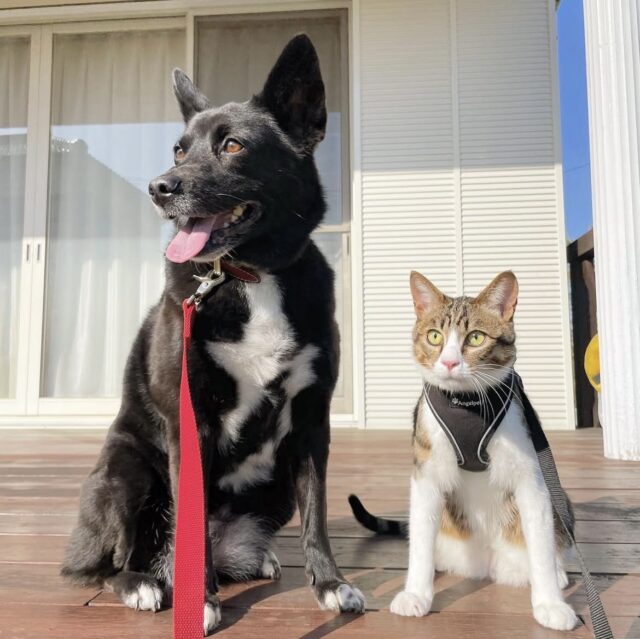 【新卒ブログ】実家の癒し（青木）