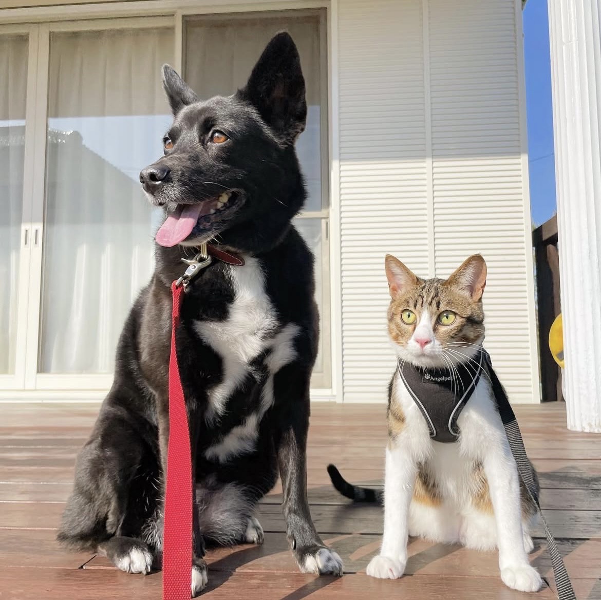 【新卒ブログ】実家の癒し（青木）