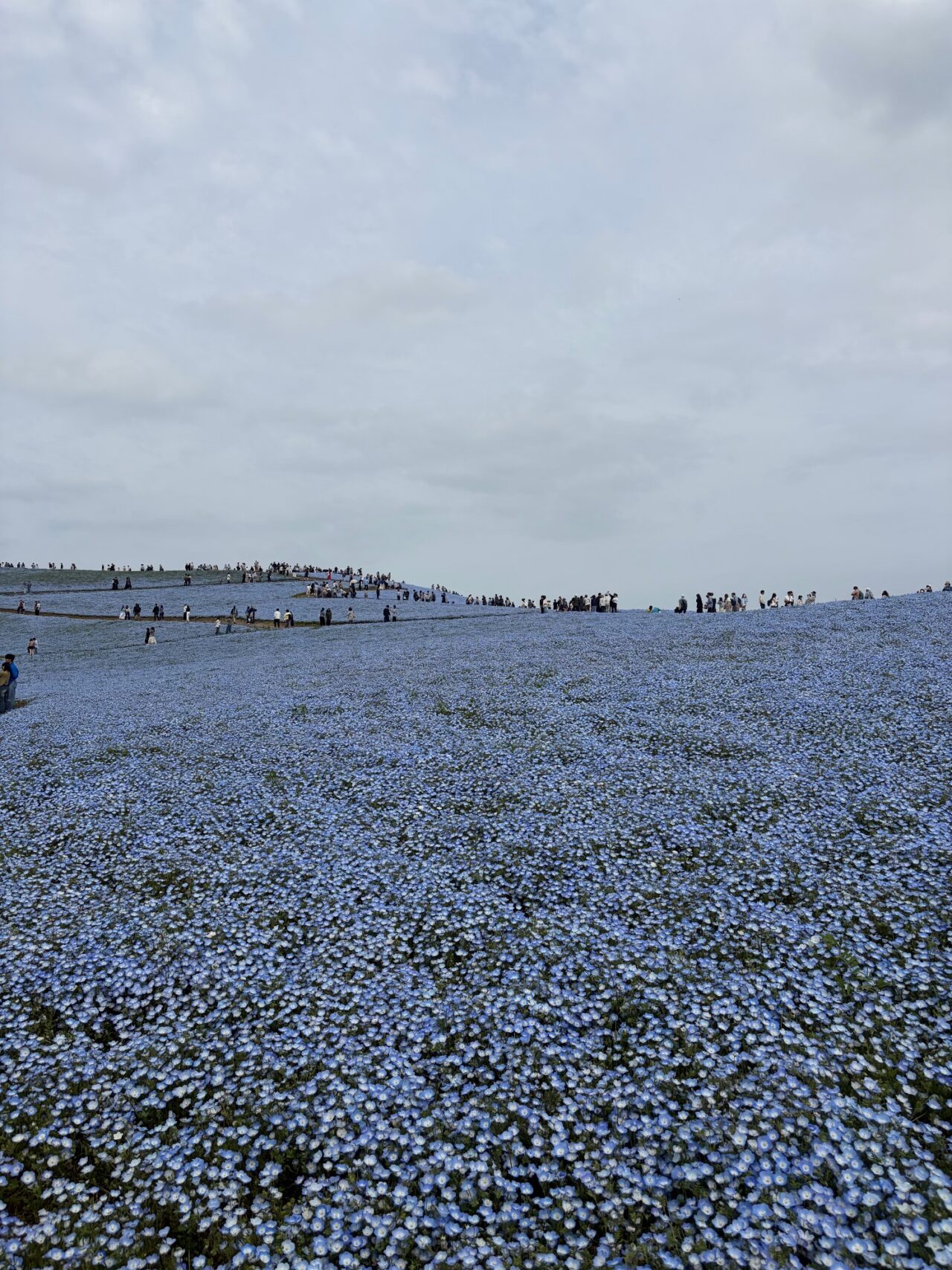 ちょっと頭の片隅に（安田）